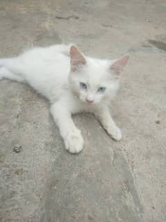 Persian  white cats blue eyes doll face. persain dubell cod cat