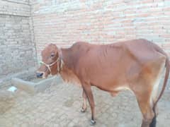 Cow for Qurbani Approx 170Kg