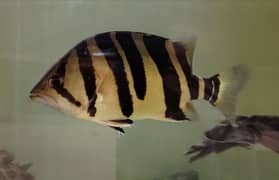Indo Datnoid Tiger fish