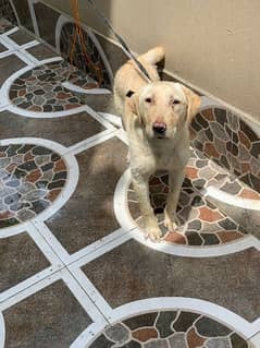 Labrador Female Puppy 4 Months Old Fully Vaccinated
