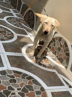 Labrador Female Puppy Fully Vaccinated 4 Months Old Urgent Sale