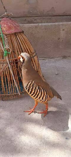 chokor Birds for sale