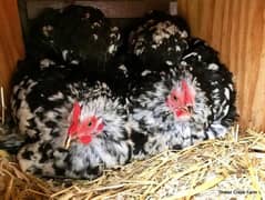 Molted bantam set 1 male 2 female eggs laying for sale