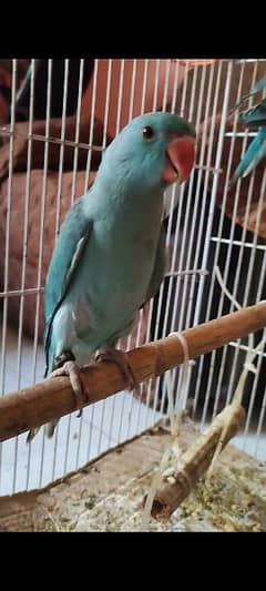 Blue Ringneck  Sunconure Chicks 0