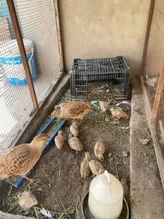 dakhni teetar chicks for sale
