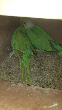 Green parrots pair for sale