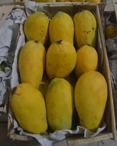 sindhri mangoes