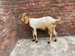 bakra for sale || goat || qurbani