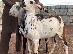 Qurbani Goats for Sale
