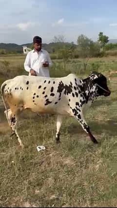 qurbani male cow for sale
