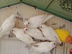 Albino red eyes pair age 10 months ready to breed non DNA