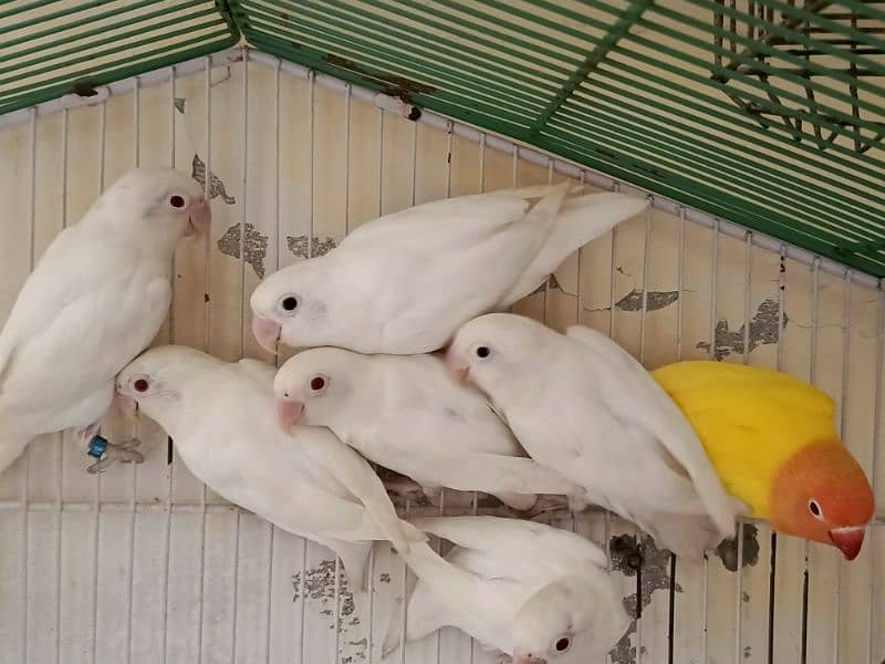 Albino red eyes pair age 12 months ready to breed non DNA 1