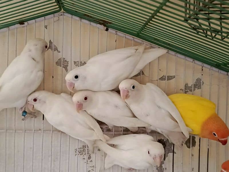 Albino red eyes pair age 12 months ready to breed non DNA 2