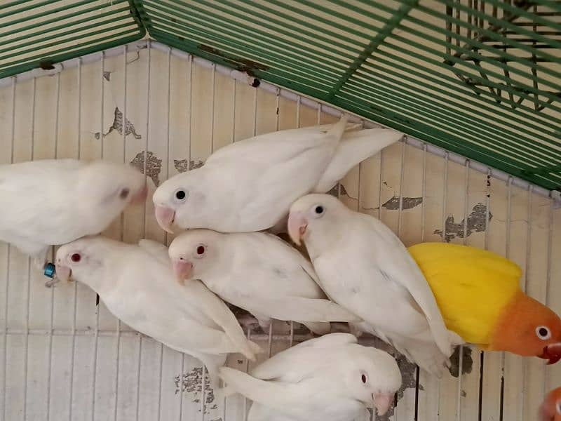 Albino red eyes pair age 12 months ready to breed non DNA 3