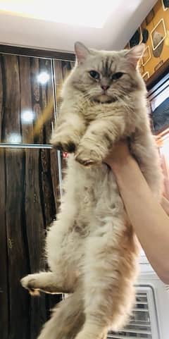 Persion Cat white Male with blueish grey eyes(9months)urgent sale