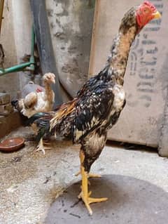Pure Aseel set of 3. . . one male 2 hens