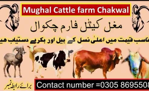 Qurbani Bulls Camels. Goats Available
