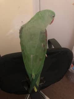 Raw parrot female