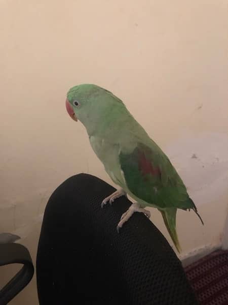 Raw parrot female 1