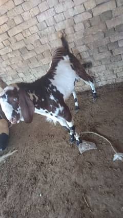 Chogha goat for sale