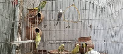 9 Australian Parrots  with different colors best piers for breeding.