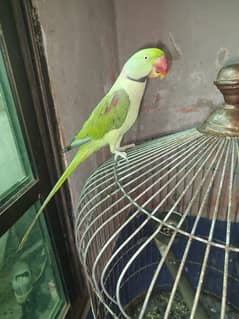 Healthy Male Pahari Male ( Alexander Male parrot)
