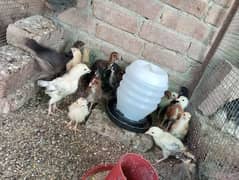 Golden Misri chicks age 30 days