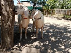 2 chakki wale dube, white sheep
