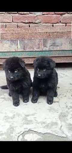 black German Shepherd puppy full long Cort show