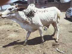 Qurbani 2024 | Bakra Eid | Bull | Cow | Goat | Wacha | Vehra | Lahore