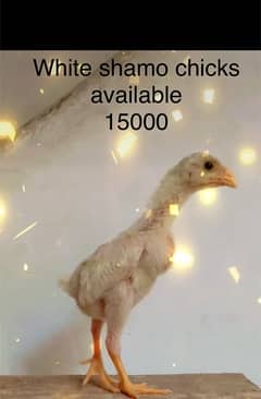 white shamo chicks available