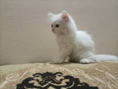 Persian kittens cat
