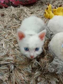 Persian female blue eyes