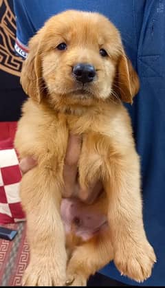 Golden retriver puppies  available for sale