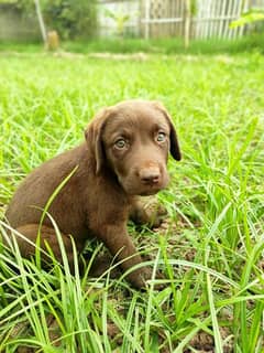 Labrador / Puppy / Labrador Dog / Dog for sale