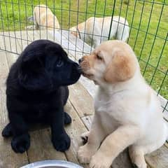 Labrador puppies available male female both