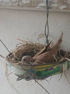 Red dove breeder piars