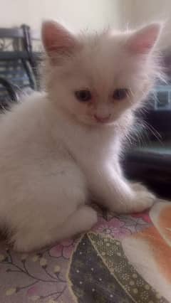 Persian Pure White Kitten