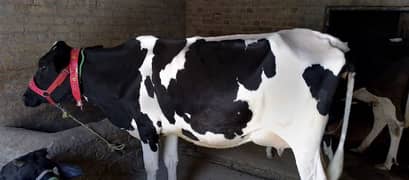 Holistian Frizan cow / jearsy cow
