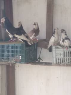 fancy pigeon pairs for sale