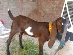 4.5 month Betal goat baby nasli Bakra