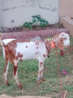 Goat |Tapra Goat/ bakre   | bakre | Qurbani Goat for Sale |