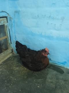 desi hen available for son