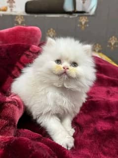 03284714232whatsap contact please Persian kittens pair urgent sale