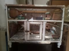 25 Parrots with complete Cage a / 25 k qareeb totay pinjaray k Sath