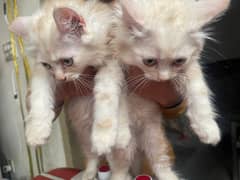 Perssian kittens Double coat Male Female