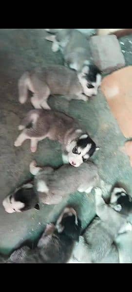 Siberian Husky male / female puppies for sale 4