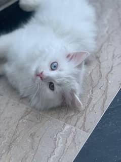 Male Persian Kitten  For sale