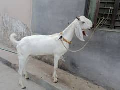 rajanpuri Bakra for sale healthy and active