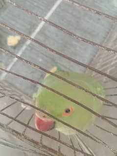 Female Parrot for sale